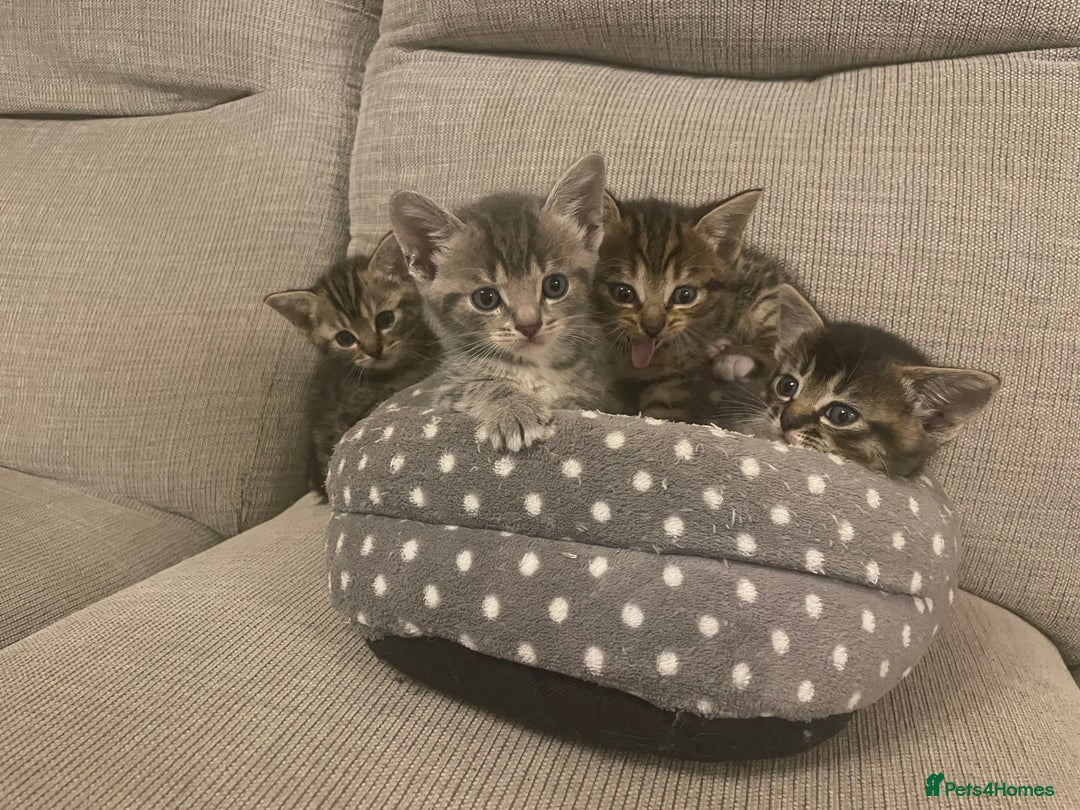 Munchkin cats for sale: Munchkin kittens - 2 left - Advert 14