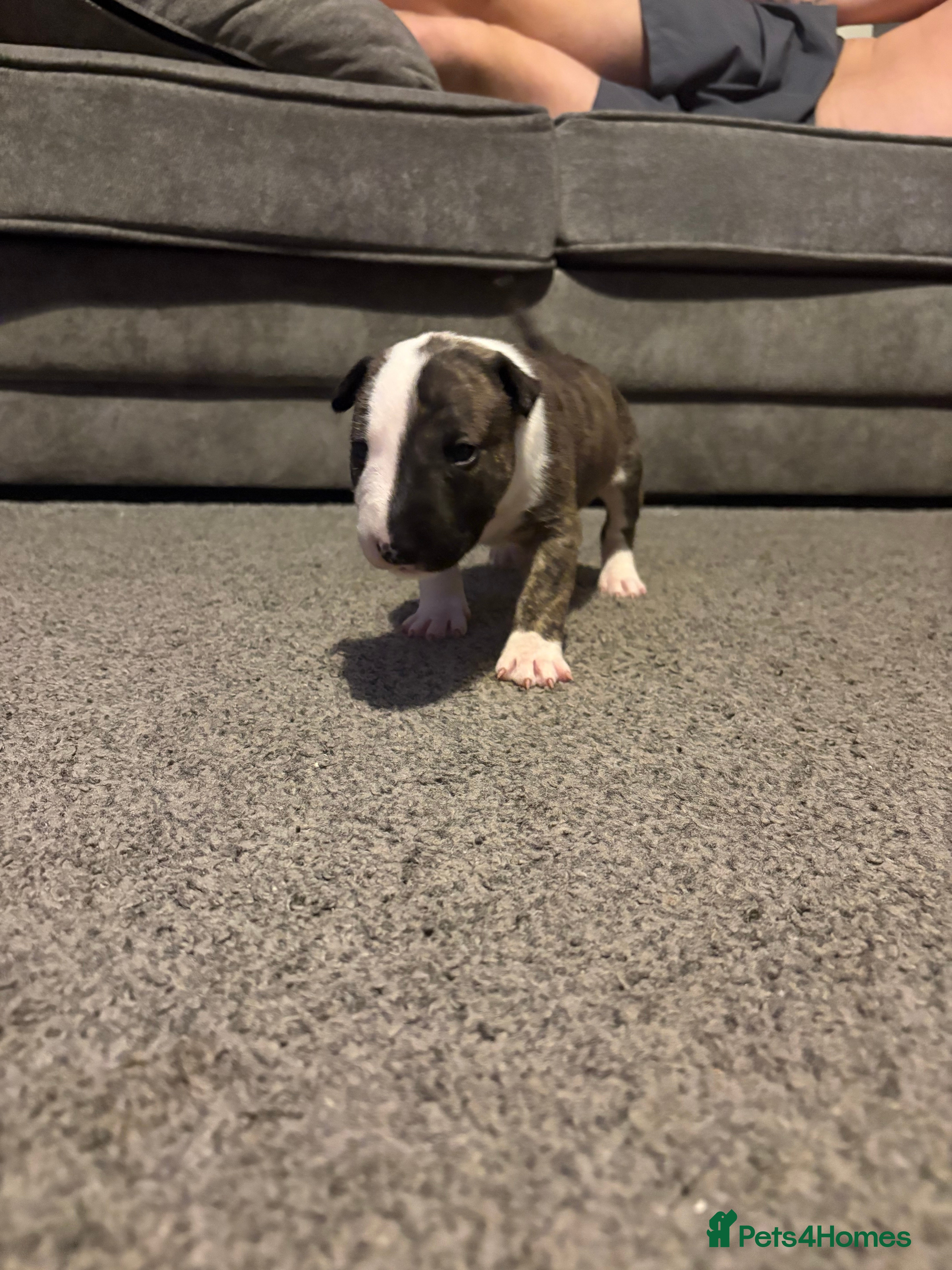 English Bull Terrier dogs 1 boy English bullterrier available  in Manchester - Advert 2