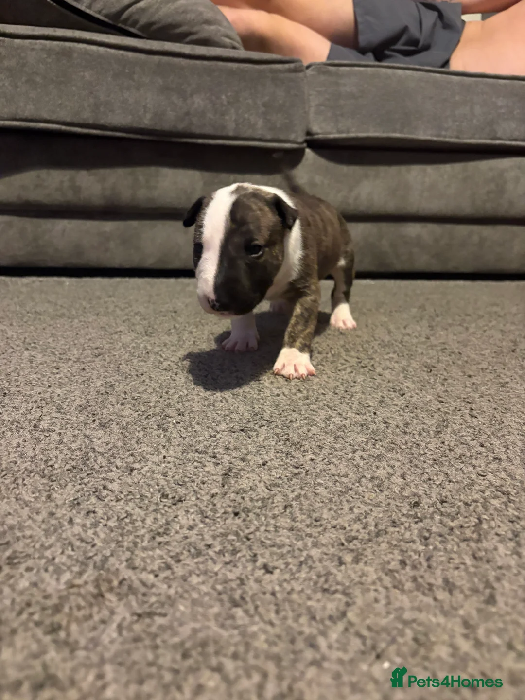 English Bull Terrier dogs for sale: 1 boy English bullterrier available  in Manchester - Advert 1