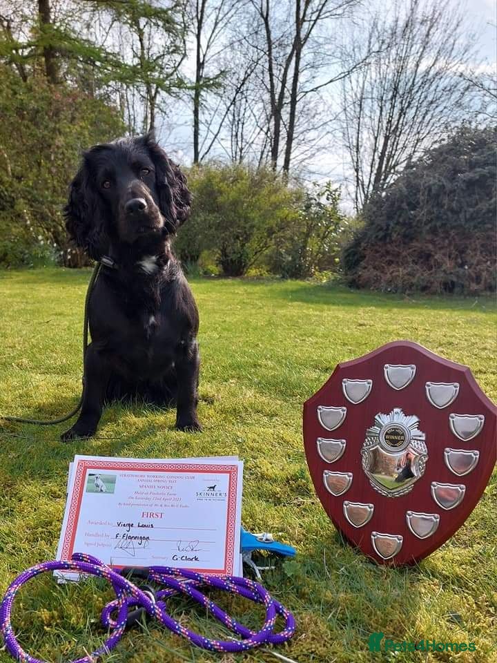 Cocker Spaniel dogs FTAW fully health tested working cocker stud in Leven - Advert 15