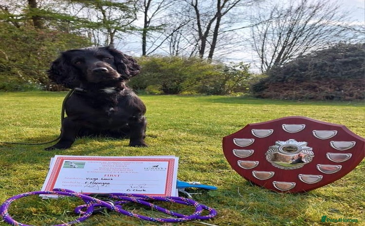 Cocker Spaniel dogs for stud in Leven - Advert 1