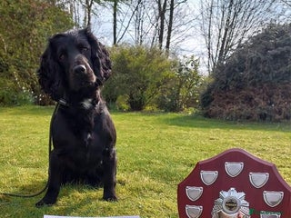 Cocker Spaniel dogs in Leven - Advert 11