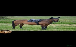 Irish Thoroughbred horses for sale: Easy Going Thoroughbred (Harry) - Image 1