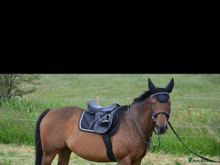 Irish Thoroughbred horses - Advert 15