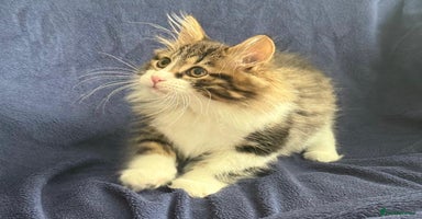 Kurilian Bobtail cats - Advert 7