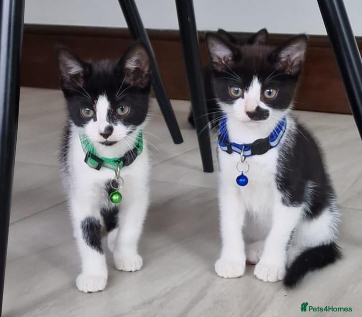 Domestic Shorthair cats Friendly, cute kittens ready for new homes - Advert 3