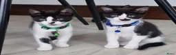 Domestic Shorthair cats for sale: Friendly, cute kittens ready for new homes - Advert 1