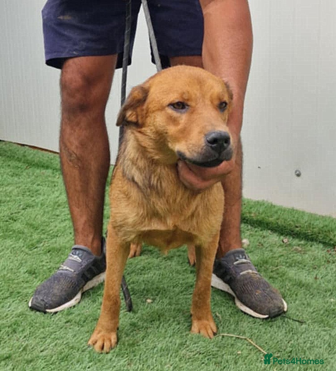 Mixed Breed dogs for adoption: 🐾Amber - a sweet & gentle girl with a warm heart - Image 2