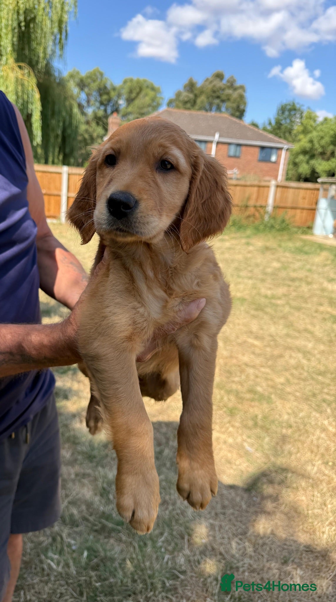 Golden Retriever dogs KC REG  RED Golden Retriever puppies  - Advert 2