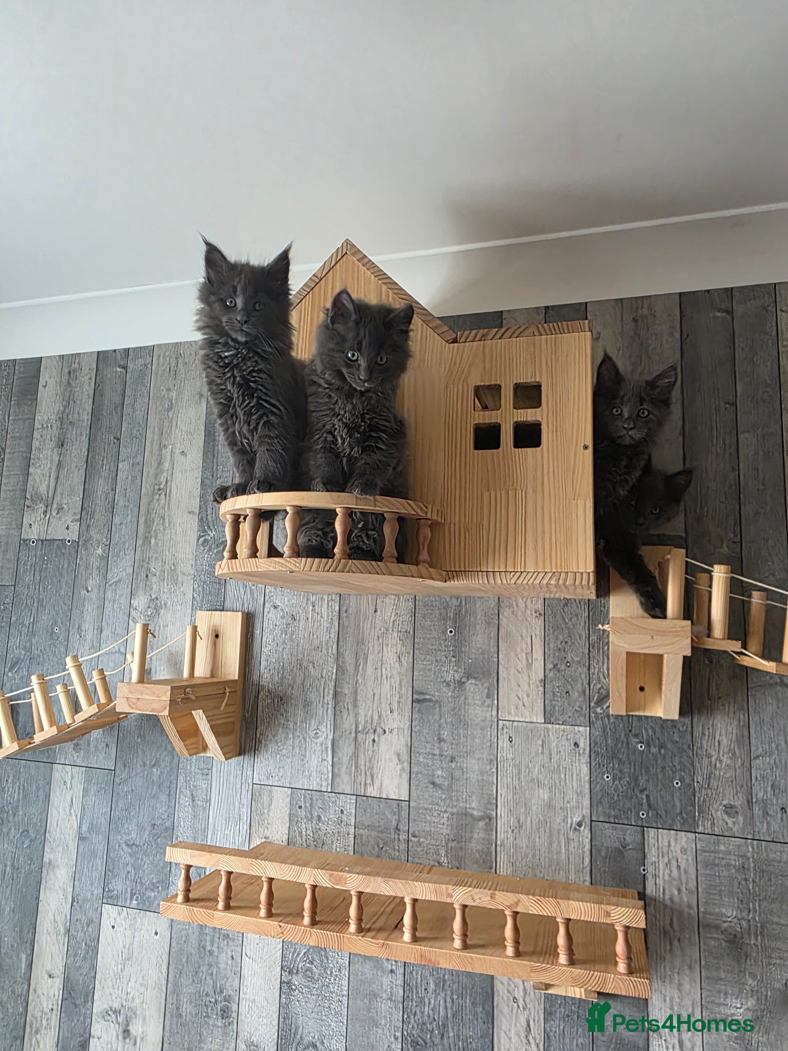 Maine Coon cats Maine Coon kittens - Advert 3