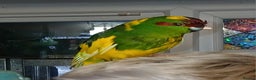 Parakeets birds for sale: Kakariki's x3 Males dna'd Kakariki's  - Advert 10