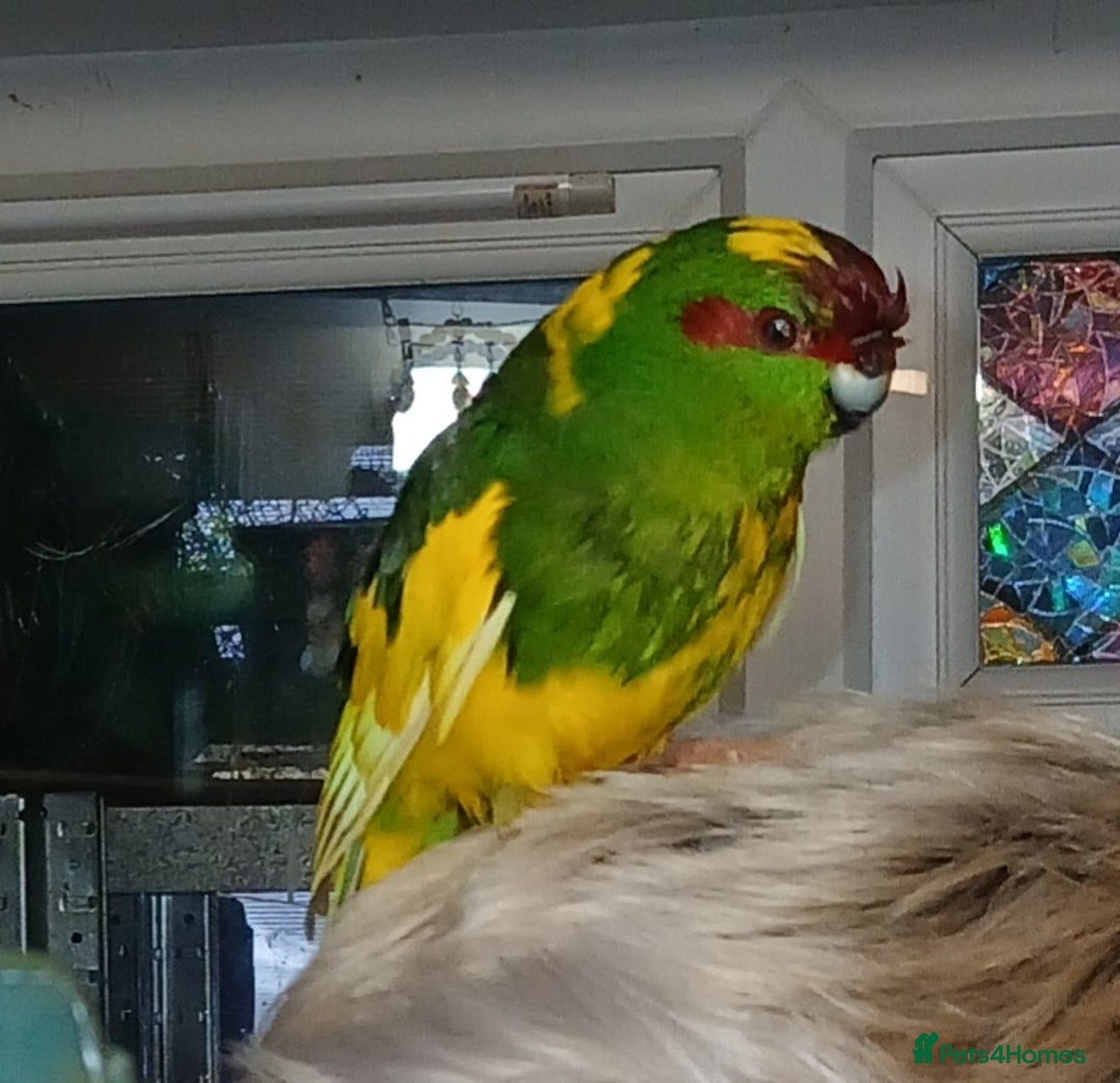 Parakeets birds for sale: Kakariki's x3 Males dna'd Kakariki's  - Advert 10