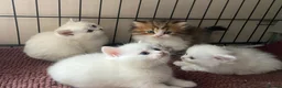 Munchkin cats for sale: 7 weeks old Full Pedigree Munchkin Kittens - Advert 17