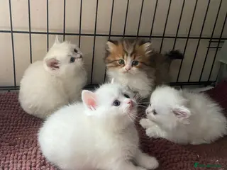 Munchkin cats 7 weeks old Full Pedigree Munchkin Kittens - Advert 5
