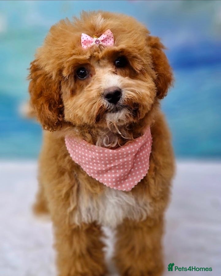Cavapoo dogs Tiny cavapoo F1BB - ESA certified - Advert 8