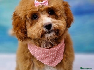 Cavapoo dogs Tiny cavapoo F1BB - ESA certified - Advert 8