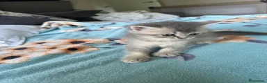 Scottish Fold 2