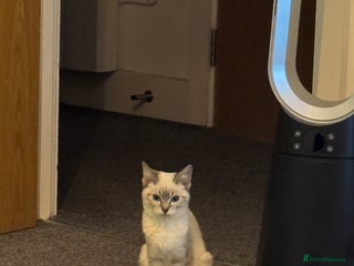 Ragdoll cats 1 ragdoll kitten - Advert 1