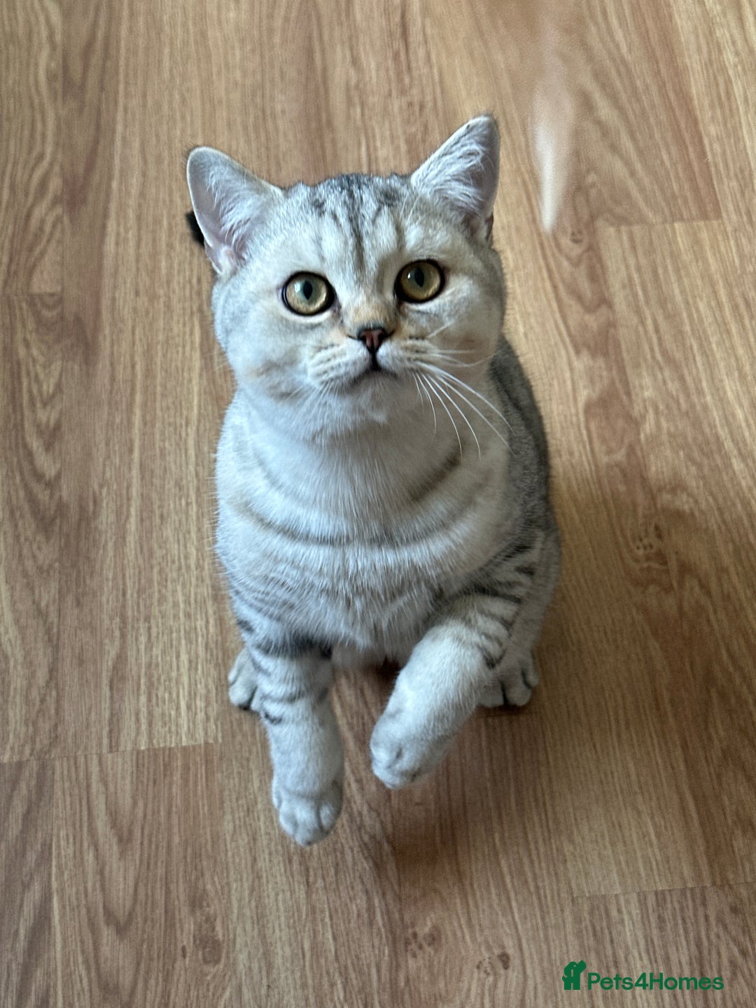 British Shorthair cats for sale: Gorgeous British Longhair & Shorthair Kittens - Advert 14