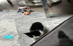Domestic Shorthair cats for sale: Beautiful Domestic Cats-Mum,Dad&3 Adorable Kittens - Image 31
