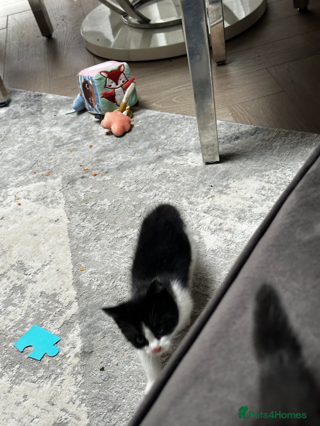 Domestic Shorthair cats for sale: Beautiful Domestic Cats-Mum,Dad&3 Adorable Kittens - Image 31