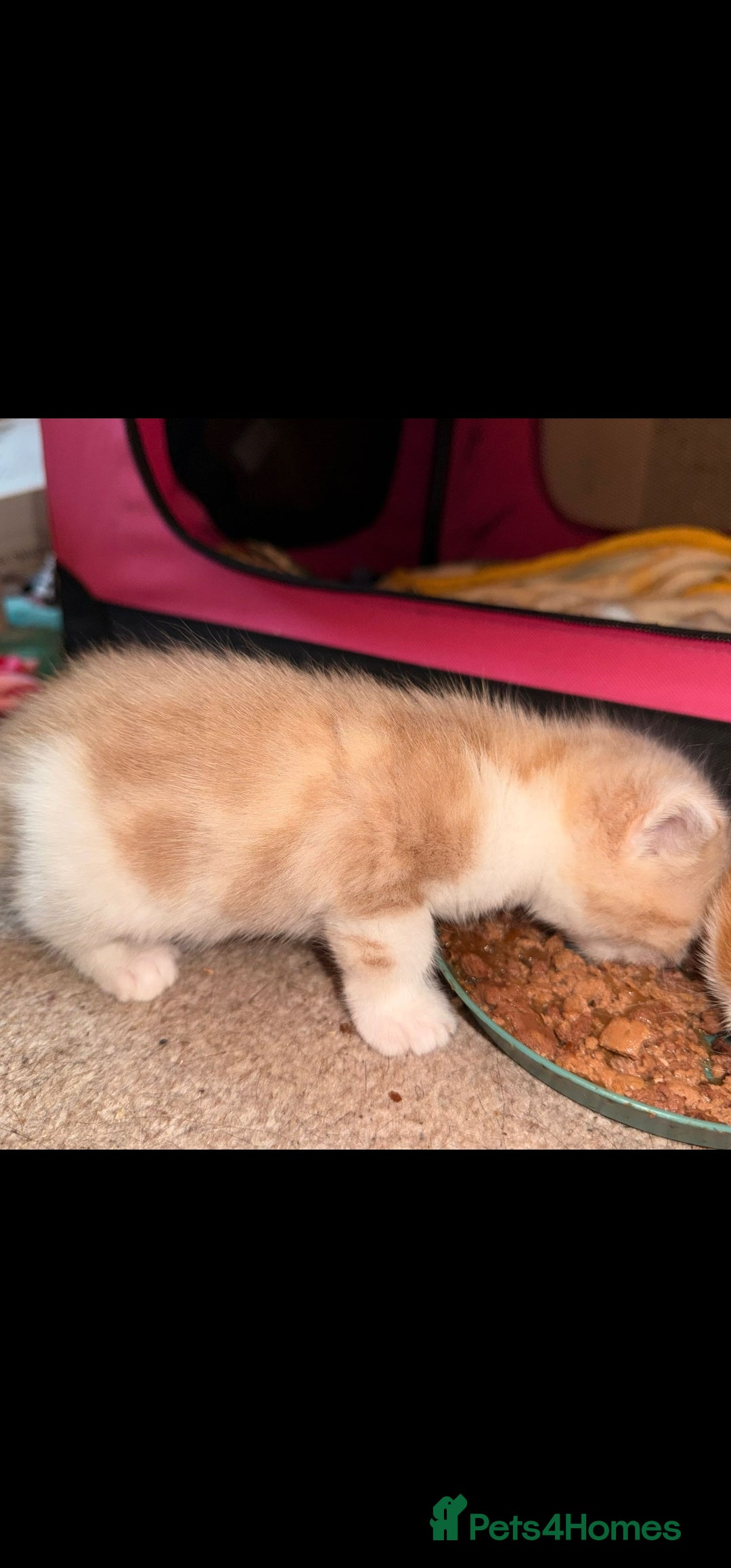 Mixed Breed cats for sale: Adorable kittens available  - Image 7