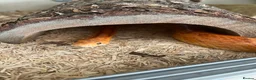 Corn Snake reptiles for sale: Male corn snake and set up for sale  - Advert 2
