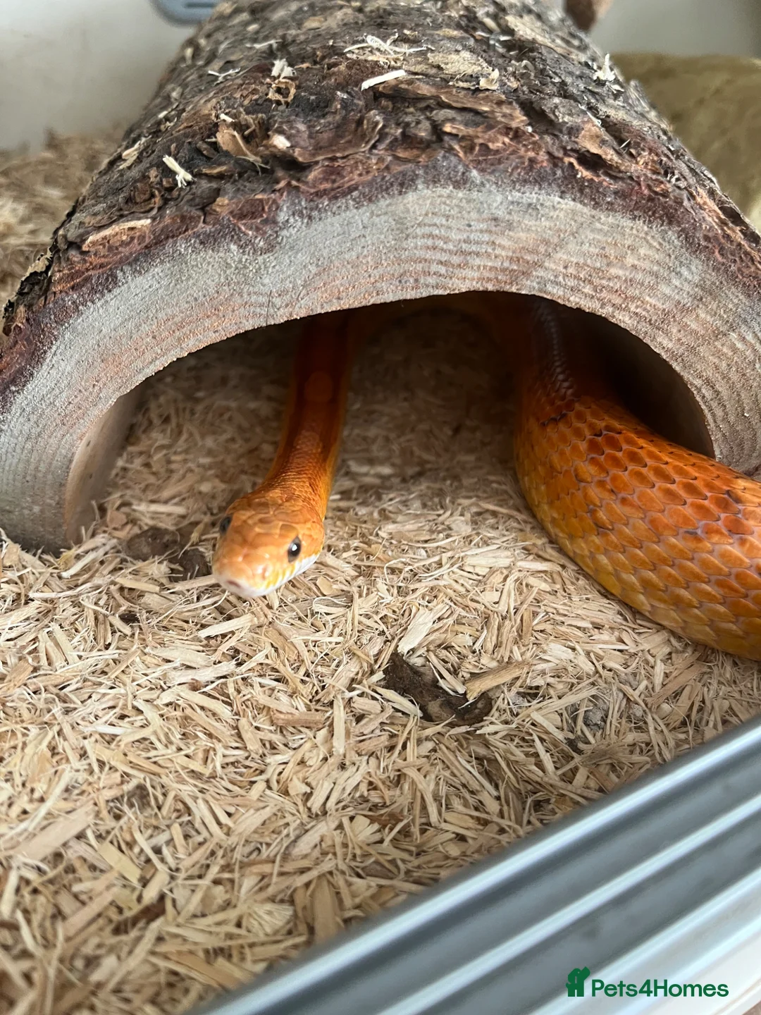 Corn Snake reptiles for sale: Male corn snake and set up for sale  - Advert 2