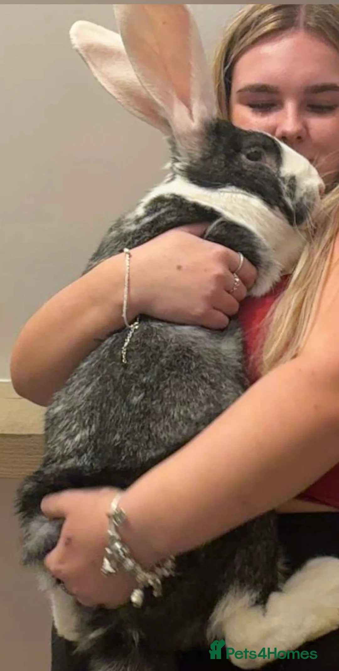 Continental Giant rabbits for sale: Bonded giant rabbits  - Advert 2