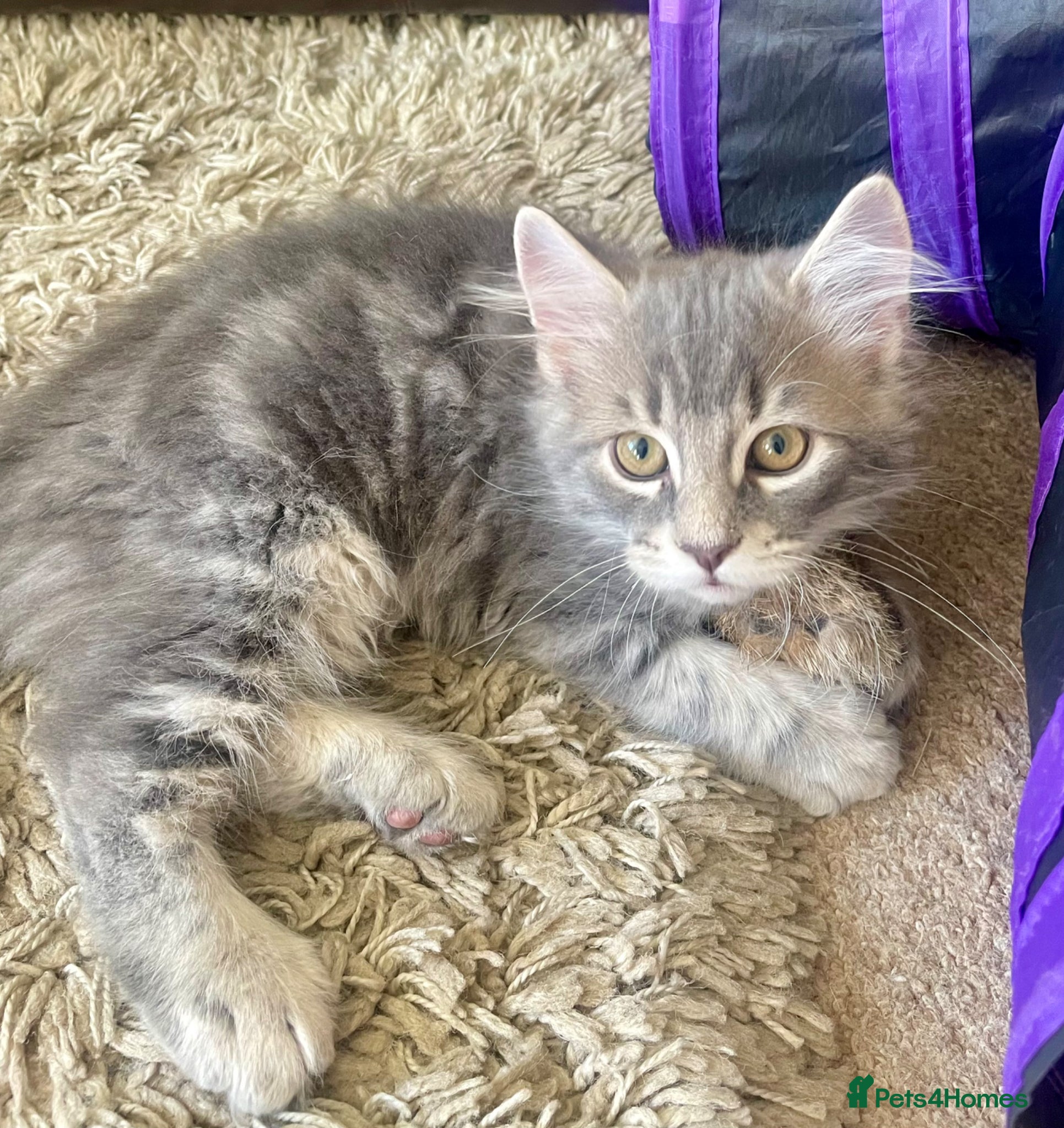 British Longhair cats Last 2 little boys  - Advert 1