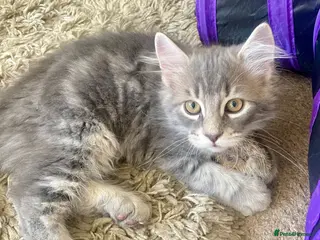 British Longhair cats Last 2 little boys - Advert 1