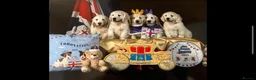 Golden Retriever dogs for sale: KC reg Golden retriever puppies 5* licence - Advert 5