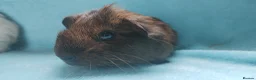 Guinea Pig rodents for sale: Beautiful pair of boys ready now  - Advert 3