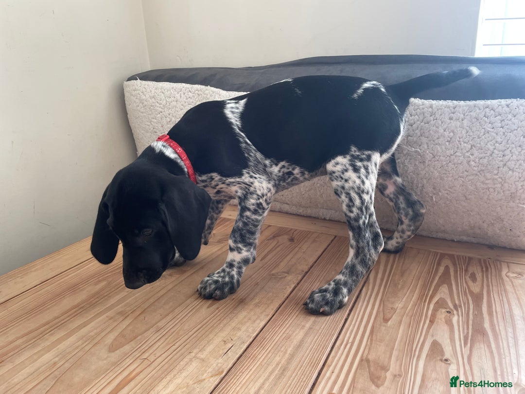 German Shorthaired Pointer dogs for sale: German Shorthaired Pointer Puppies - Image 10
