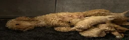 Cockapoo dogs for sale: Beautiful F1B Cockapoo puppies  - Advert 14