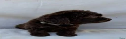 Cockapoo dogs for sale: BEAUTIFUL F1 COCKAPOO PUPPIES - Advert 11