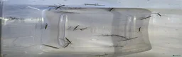 Stick Insects invertebrates for sale: Indian Stick Insects £1 each or 6 for £5  - Advert 3