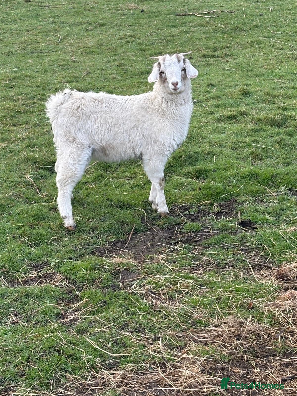 Goats livestock Beautiful White Boer Angora cross Goat - Advert 6