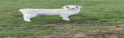Goats livestock for sale: Beautiful White Boer Angora cross Goat - Advert 1
