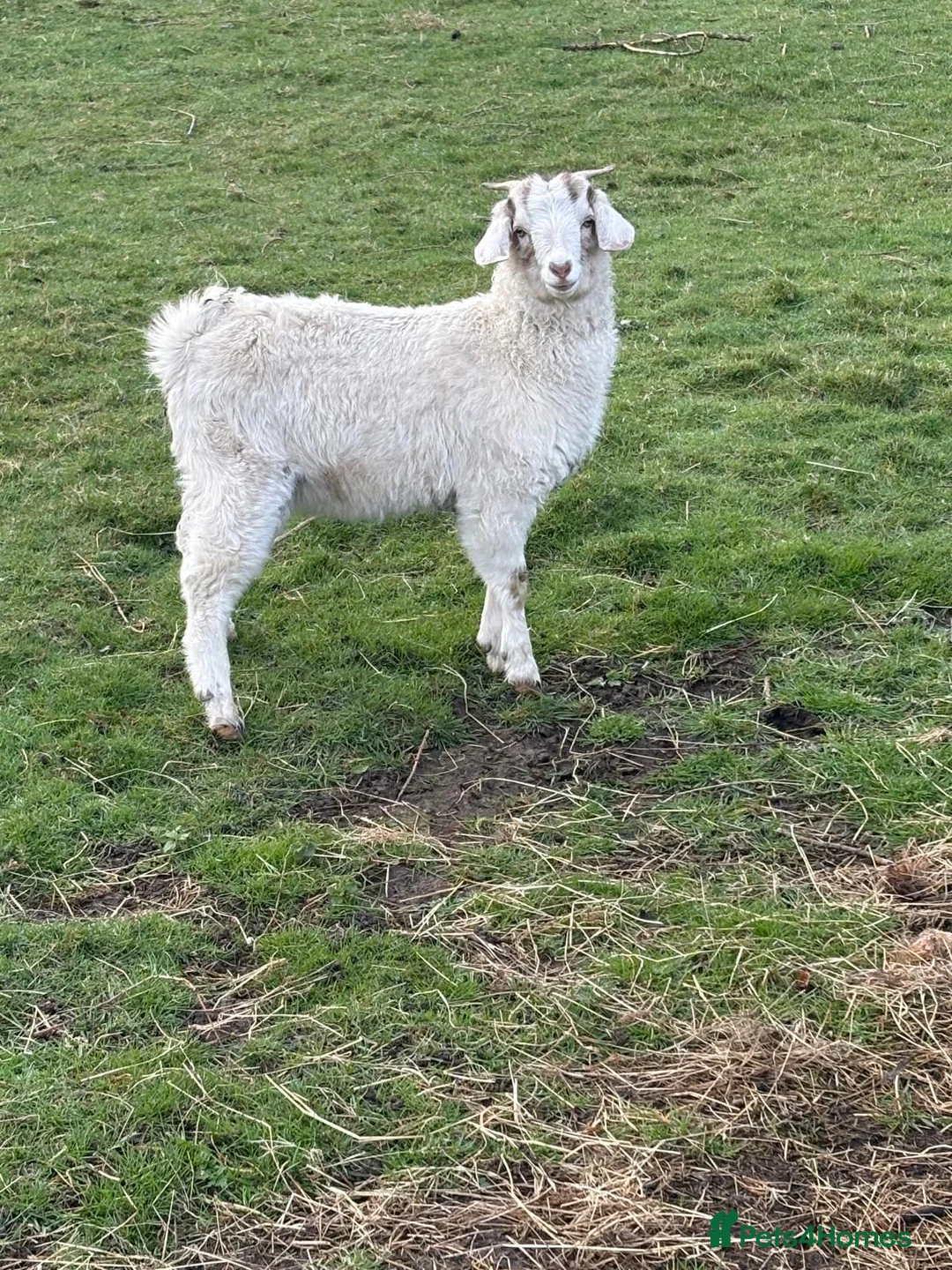 Goats livestock for sale: Beautiful White Boer Angora cross Goat - Advert 1