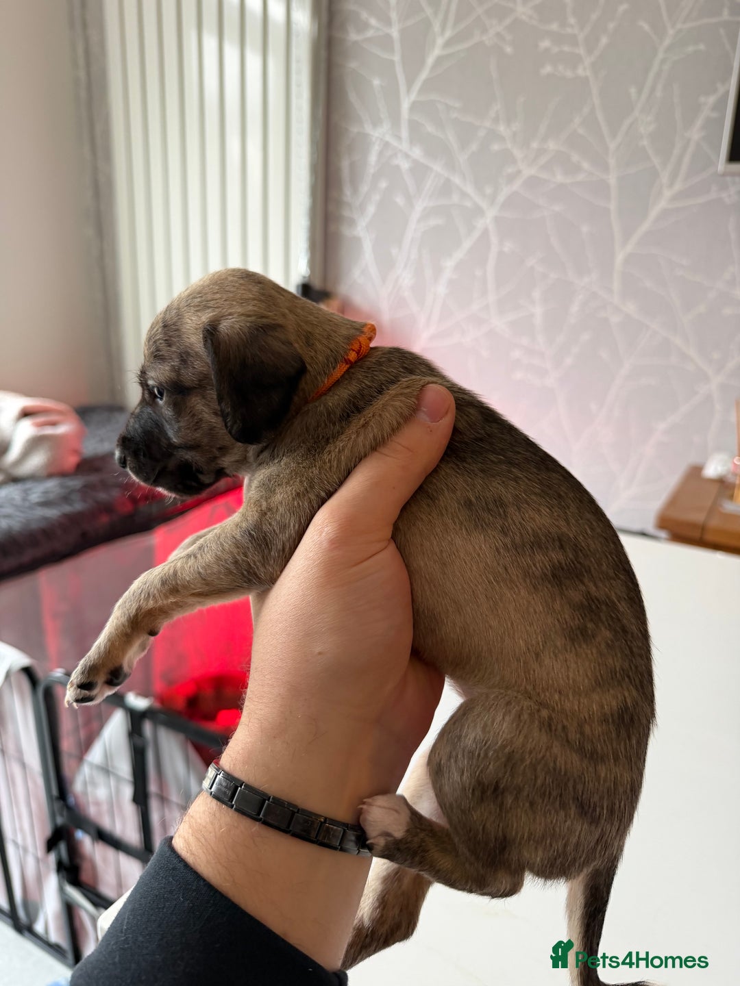 Mixed Breed dogs for sale: Bedlington x Whippet - Advert 34