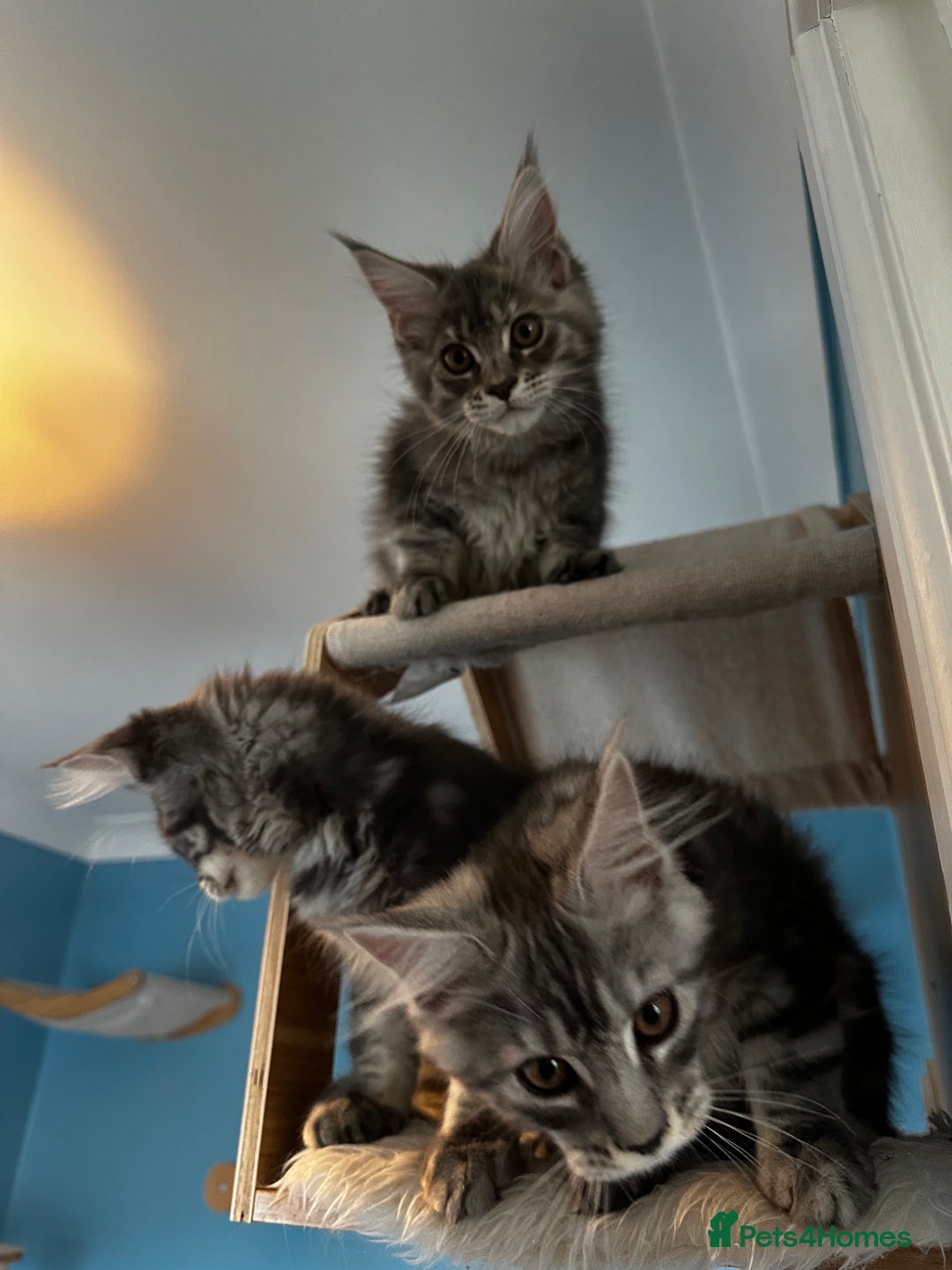 Maine Coon cats for sale: GCCF Registered Maine Coon Kittens *2 left* - Image 12
