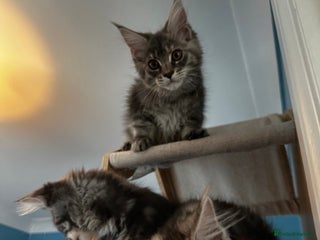 Maine Coon cats - Advert 4