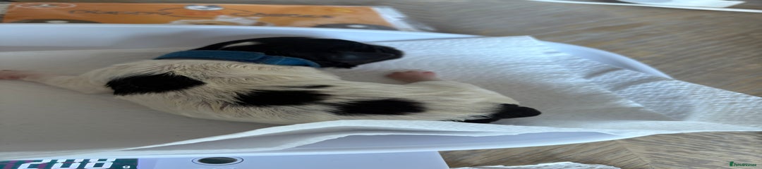 Mixed Breed Puppy 1