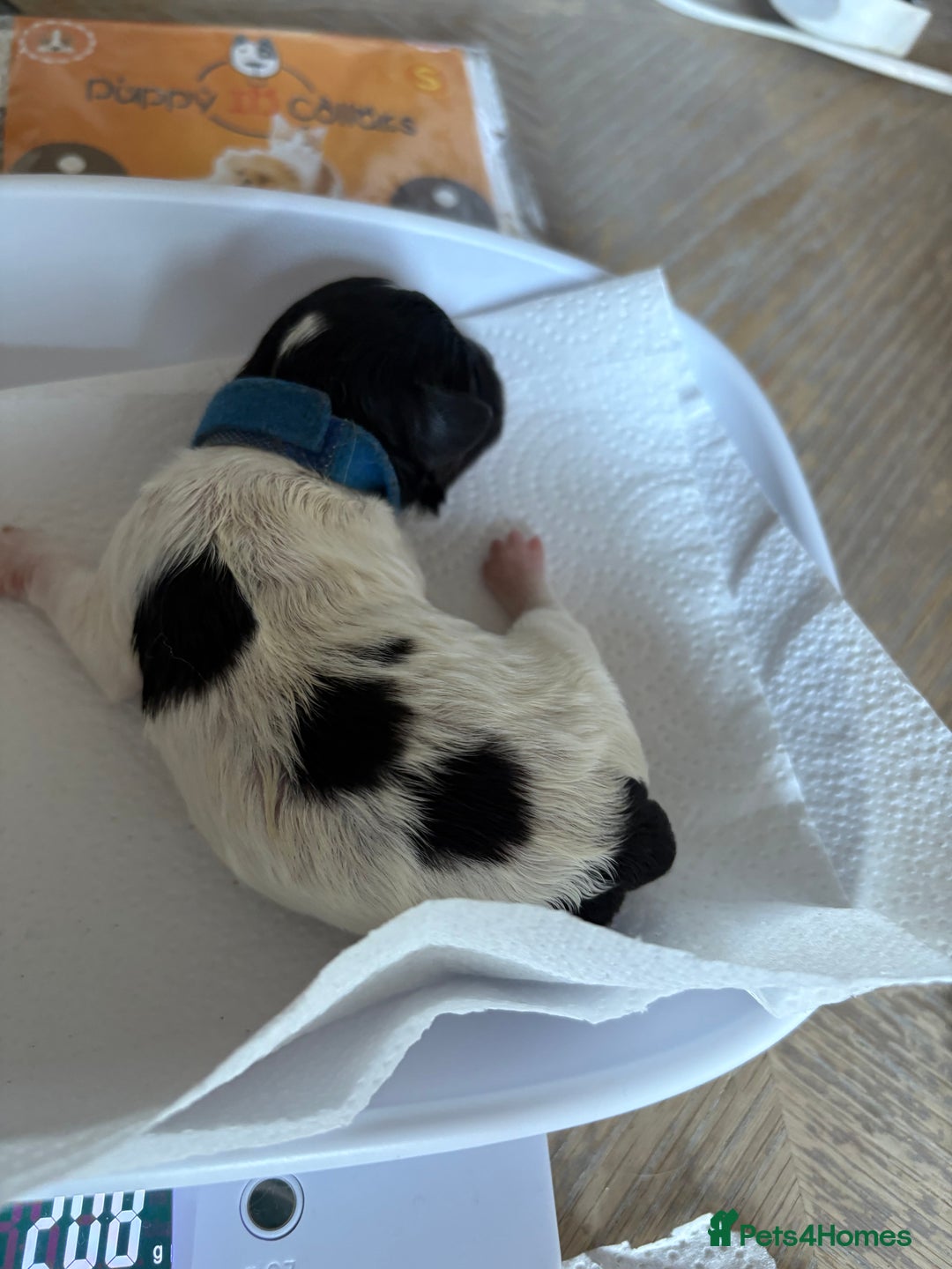 Mixed Breed dogs for sale: 6 beautiful Shihpoo + cotton de Tulear puppies - Image 7