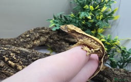 Gecko reptiles for sale: Leachianus & Crested Geckos Adults & Babies  - Advert 7