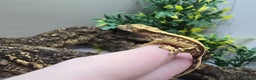 Gecko reptiles for sale: Leachianus & Crested Geckos Adults & Babies  - Advert 7