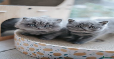 British Shorthair cats - Advert 14