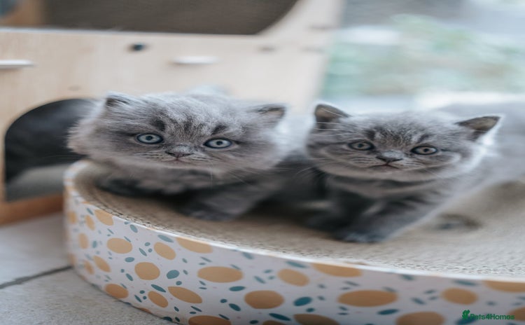 British Shorthair cats - Advert 3