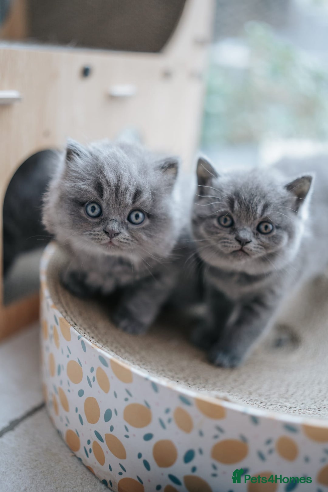 British Shorthair cats for sale: Pedigree British shorthair male - Image 3